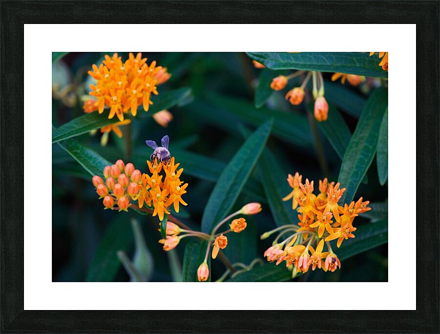 Bee on Butterfly Weeds Picture Frame print