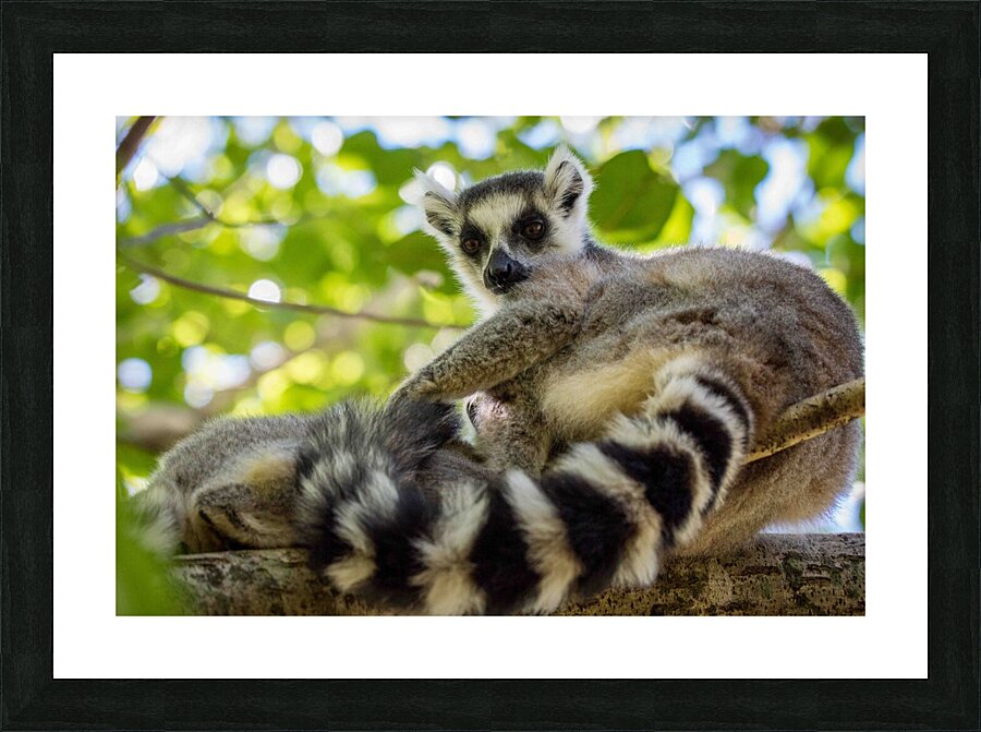 Ring-tailed Lemur Picture Frame print