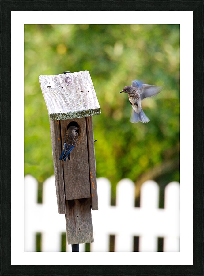 Baby Bluebirds Picture Frame print
