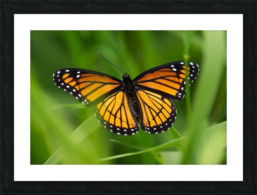 Monarch Butterfly Picture Frame print