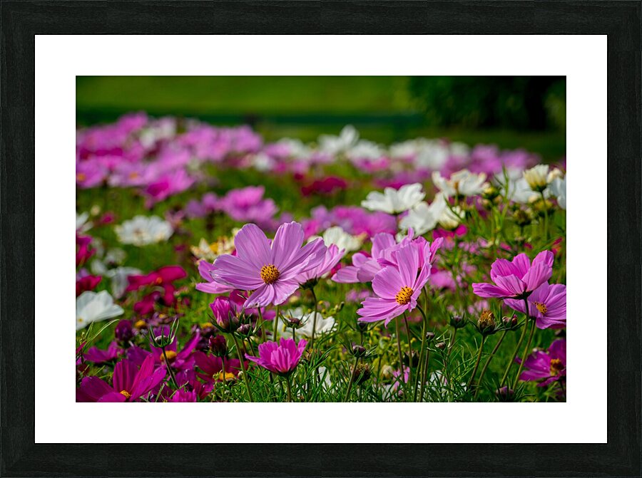 Pink Coreopsis at the Botanical Gardens Picture Frame print