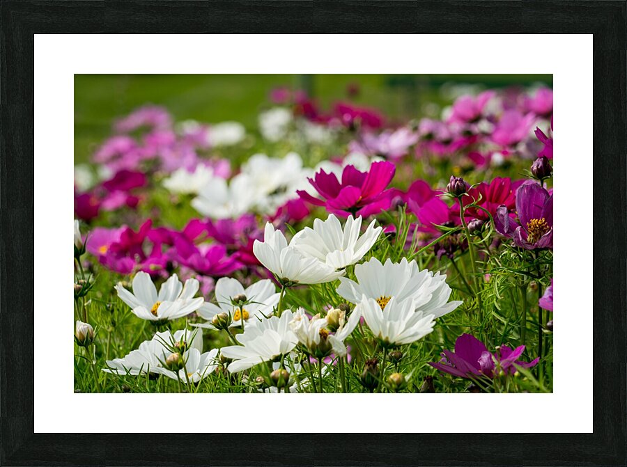 White Coreopsis at the Botanical Gardens Picture Frame print
