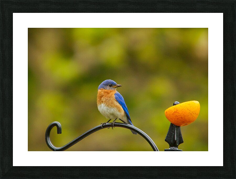 Perched Bluebird Picture Frame print