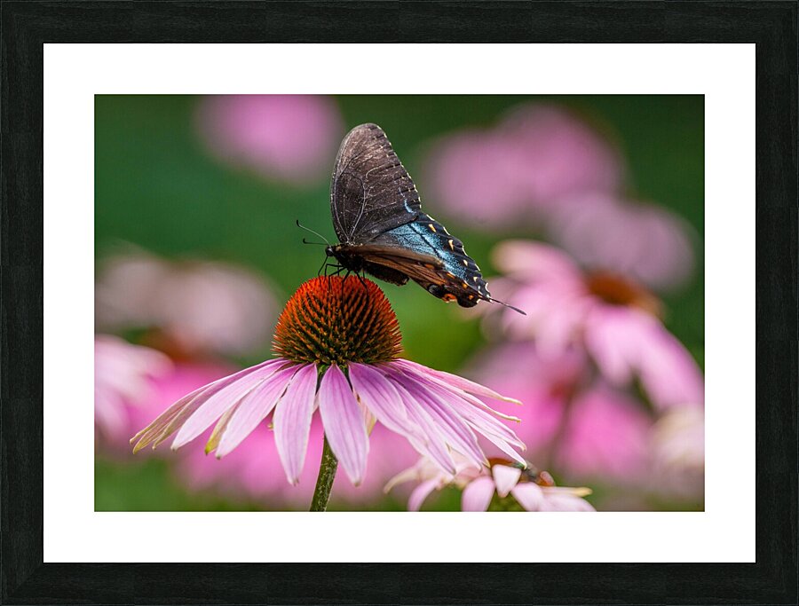 Red-Spotted Purple Admiral Butterfly Picture Frame print
