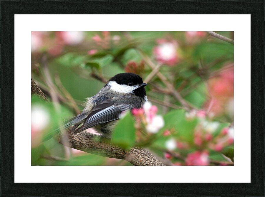 Chickadee Picture Frame print