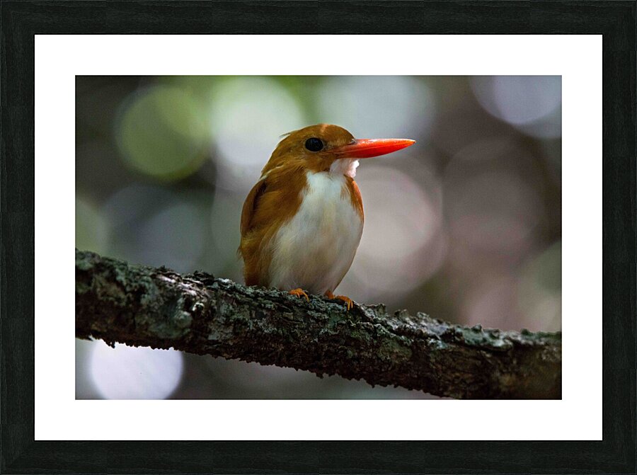 Madagascan Pygmy Kingfisher Picture Frame print
