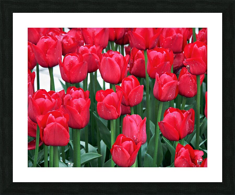 Red Tulips  Framed Print Print