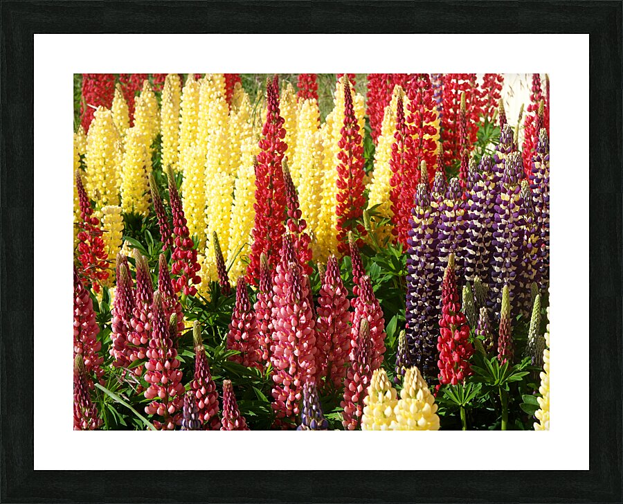 Colorful Lupines Picture Frame print