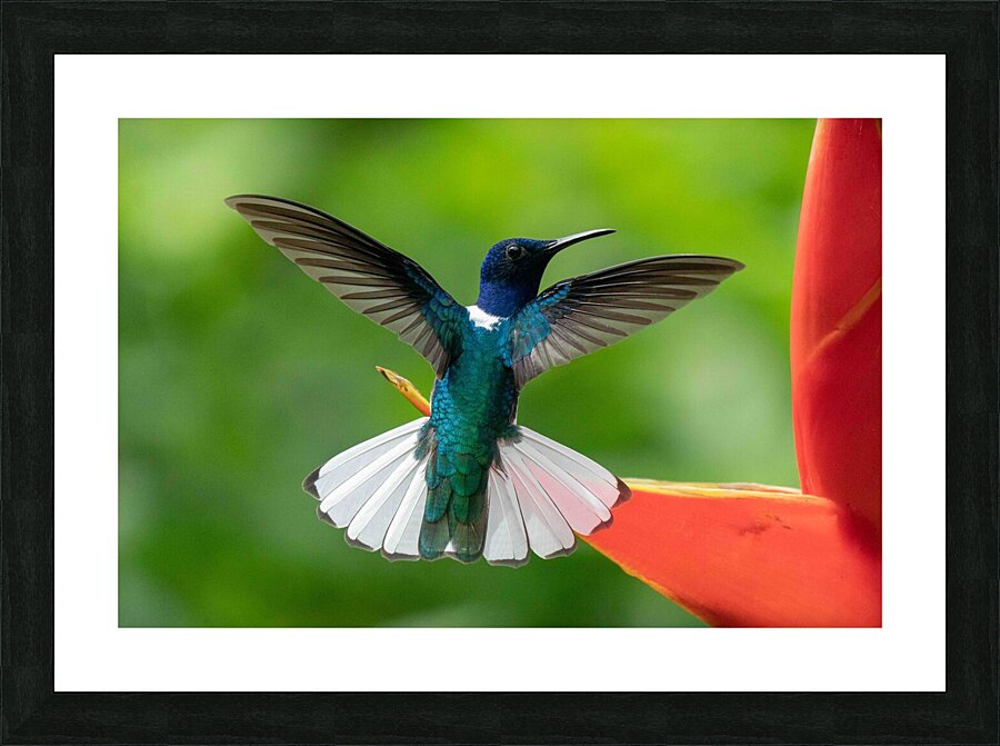 Handsome White-Necked Jacobin Picture Frame print