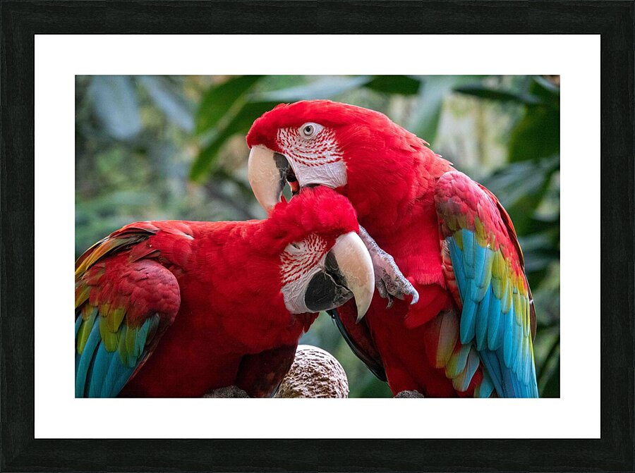 Macaws Picture Frame print