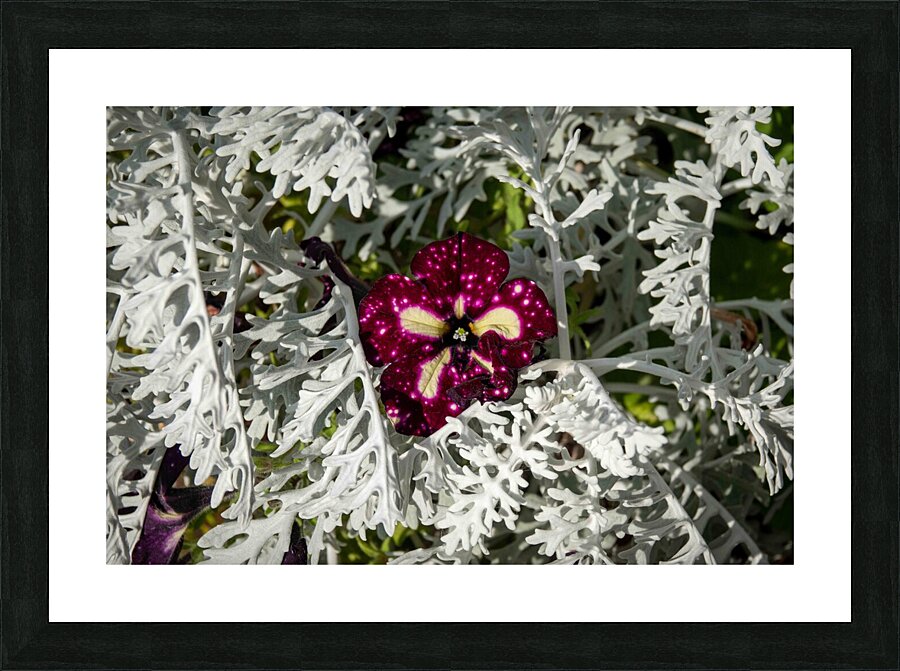 Starry Sky Burgundy Petunia Flower Picture Frame print
