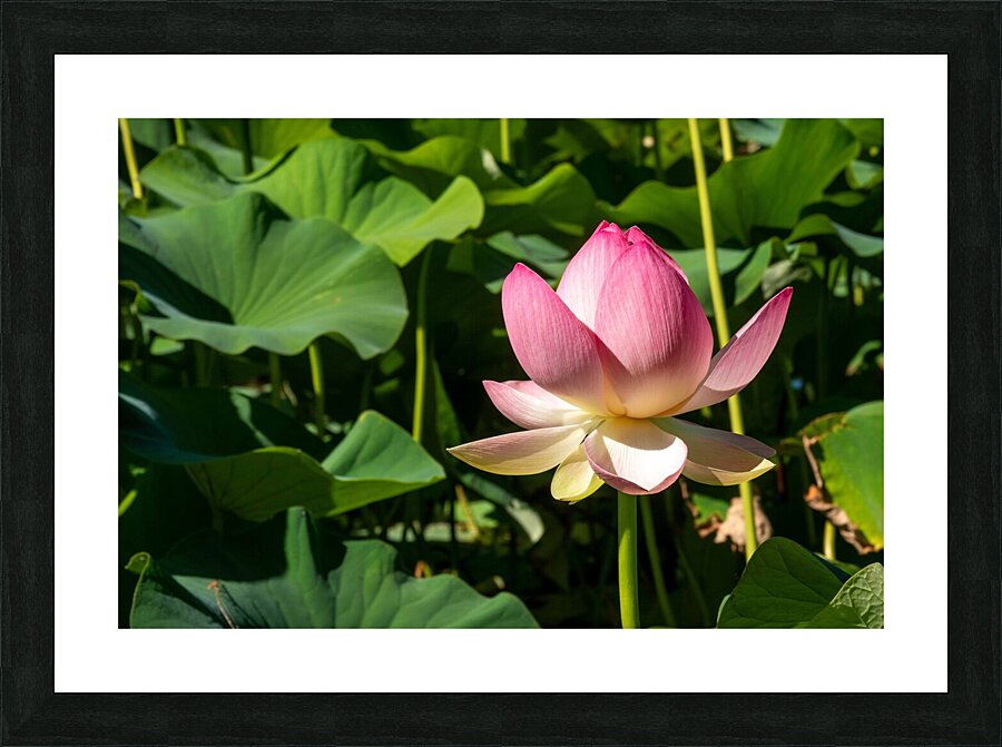 Lotus Flower Picture Frame print
