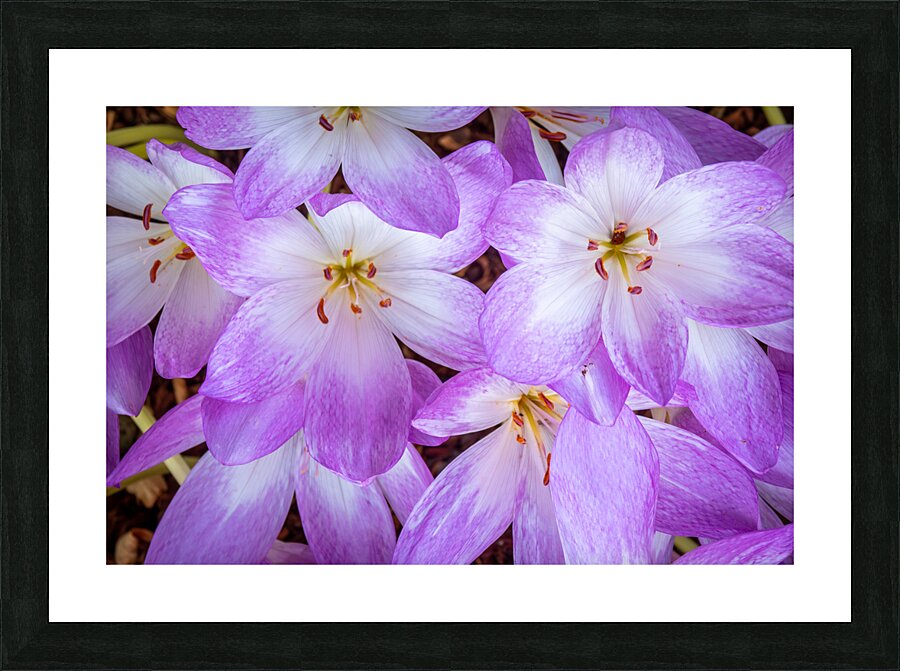 Purple Crocus Flowers Picture Frame print
