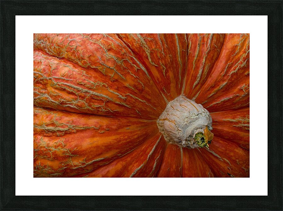 Giant Pumpkin Picture Frame print