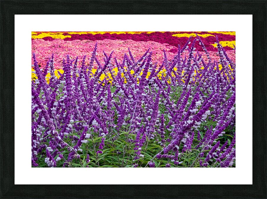 Skullcap Flowers Picture Frame print