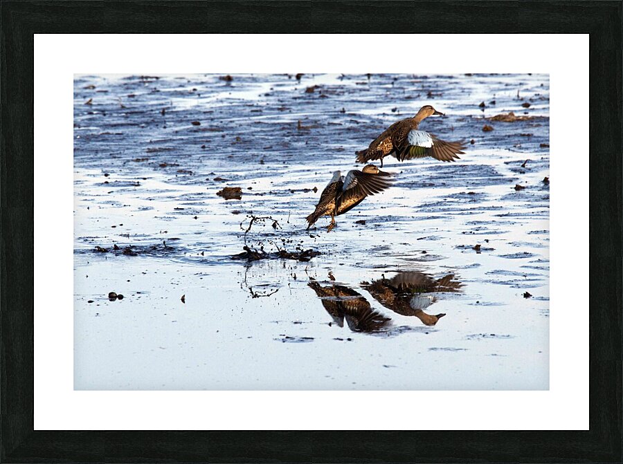 Blue-Winged Teal Picture Frame print