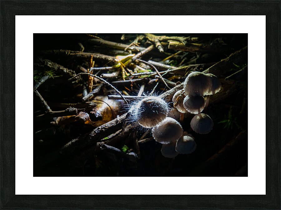 Mycena leptocephala Mushrooms Picture Frame print