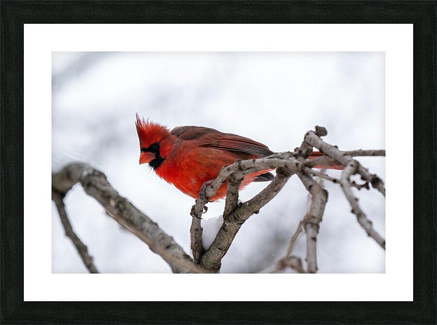 Northern Cardinal Picture Frame print