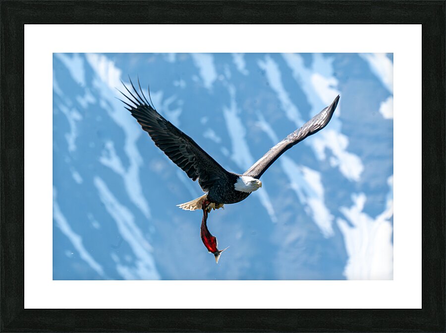 Fishing Bald Eagle Picture Frame print