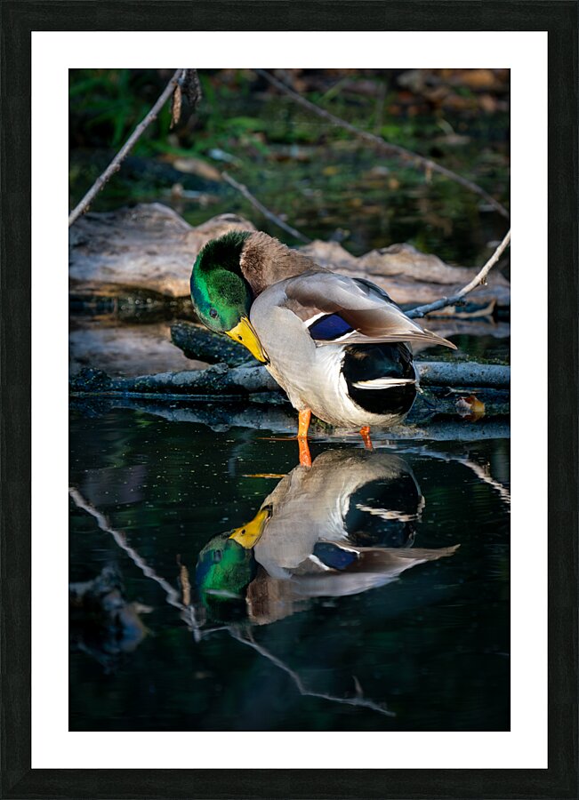 Male Mallard Duck Reflection Picture Frame print