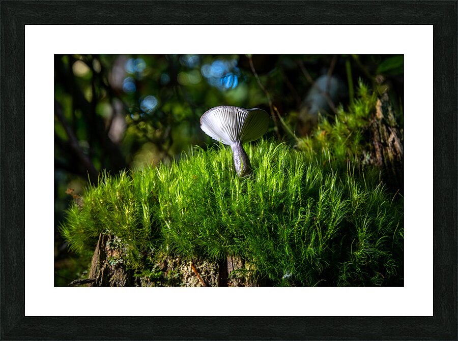 Gomphidius Mushroom Picture Frame print
