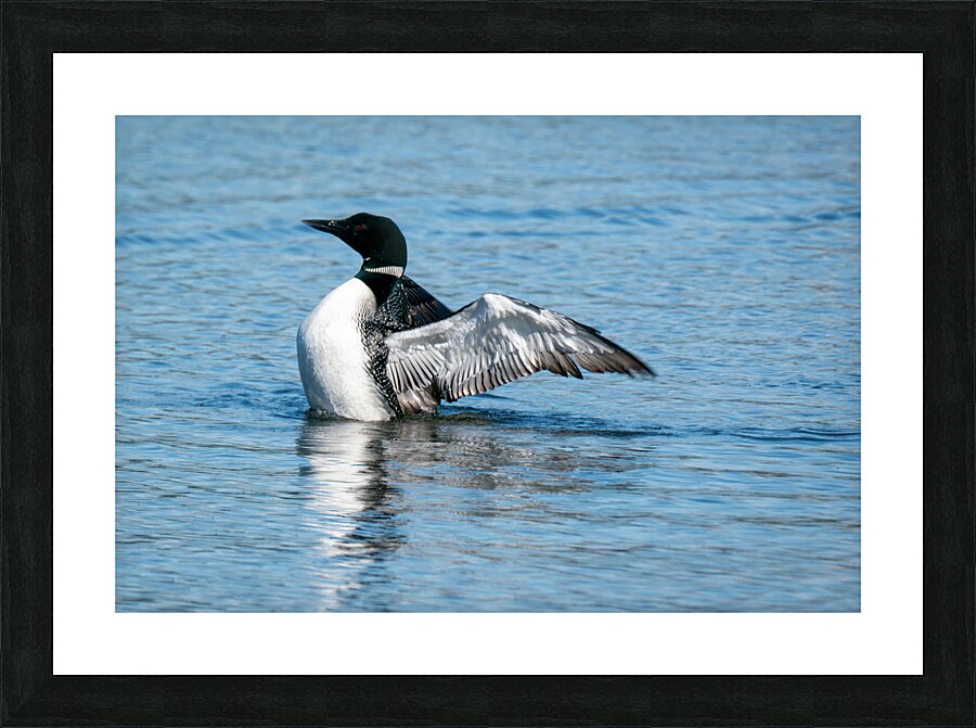 Common Loon Picture Frame print