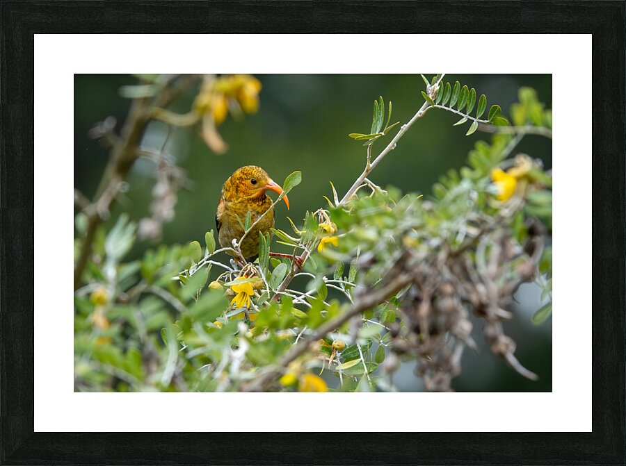 Hawaiian Honeycreeper Picture Frame print