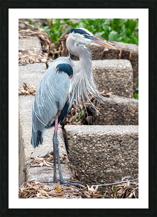 Great Blue Heron Picture Frame print