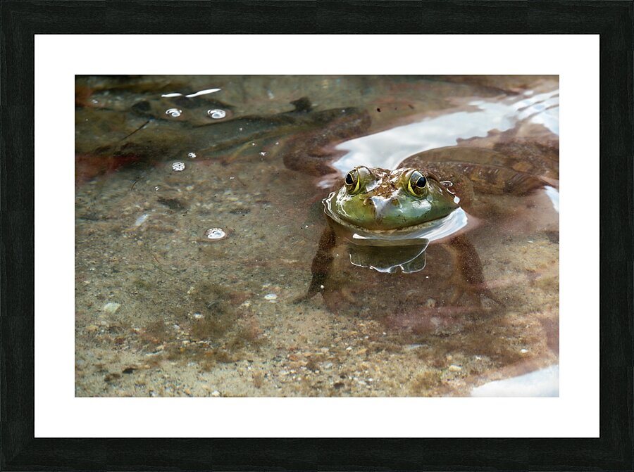 American Bullfrog Taking a Swim Picture Frame print
