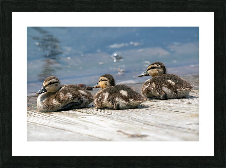 Mallard Ducklings Picture Frame print