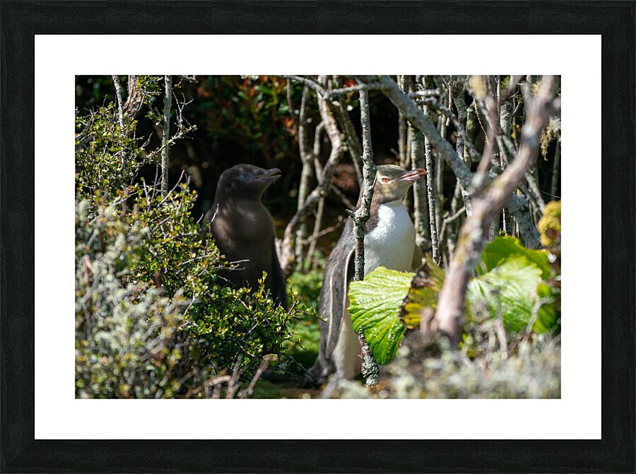 Yellow-eyed Penguin Picture Frame print