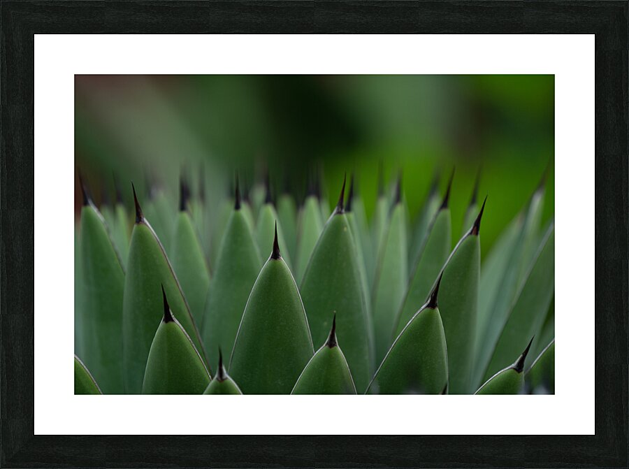 Huachuca Agave Plant Picture Frame print