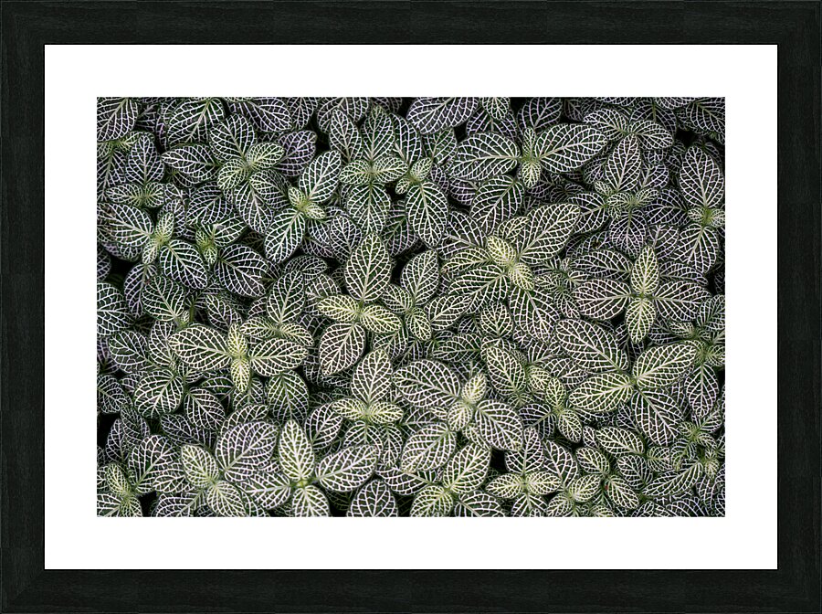Nerve Plant Picture Frame print