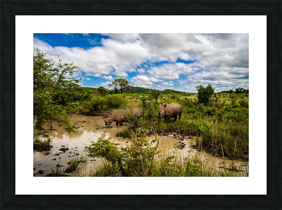 Rhinos at the Hluhluwe–Imfolozi Park Picture Frame print