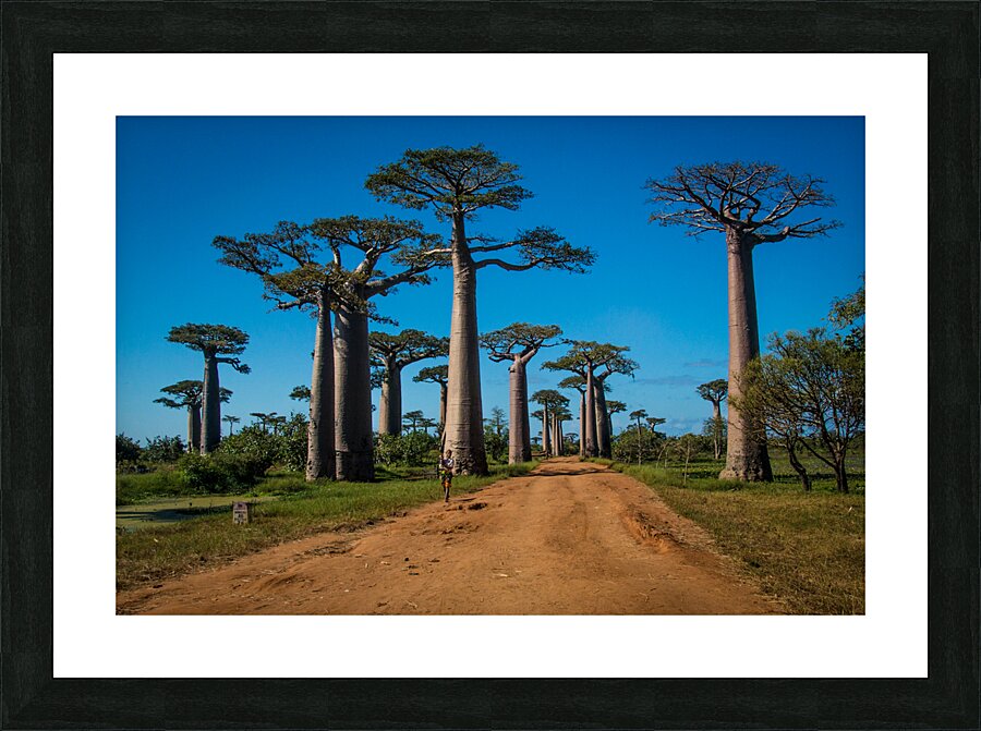 Avenue of the Baobabs Picture Frame print
