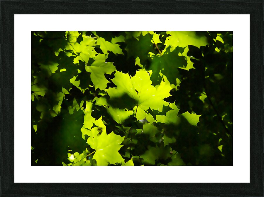 Maple Leaves Picture Frame print