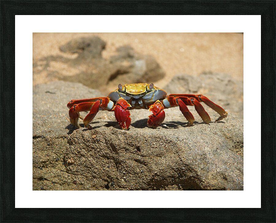Sally Lightfoot Crab Picture Frame print