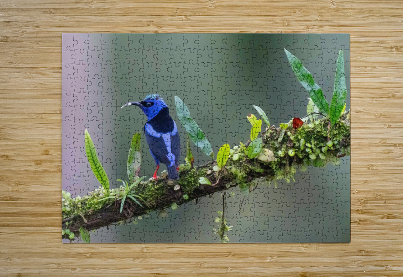 Red-legged Honeycreeper Adel B Korkor Puzzle printing
