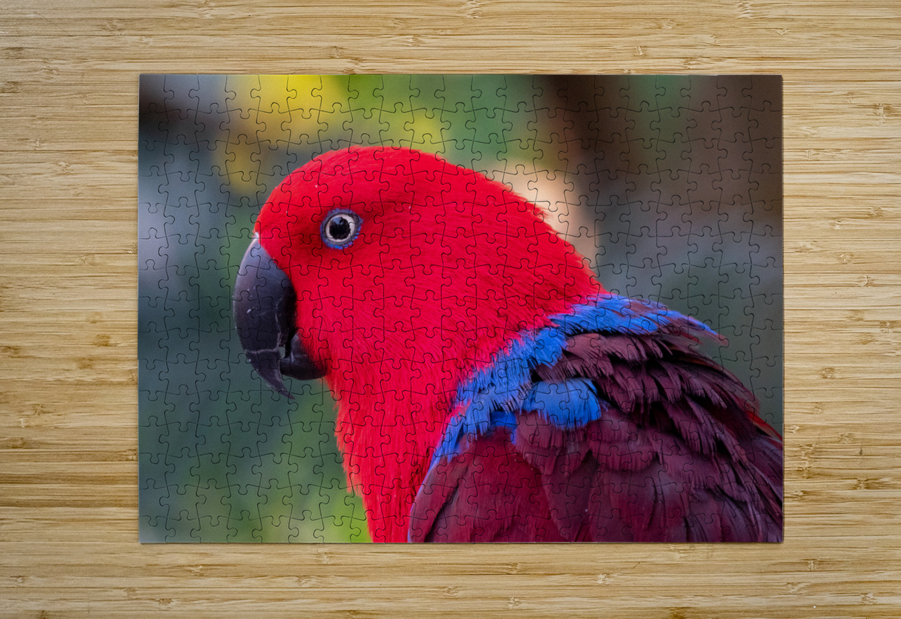 Eclectus Parrot Adel B Korkor Puzzle printing