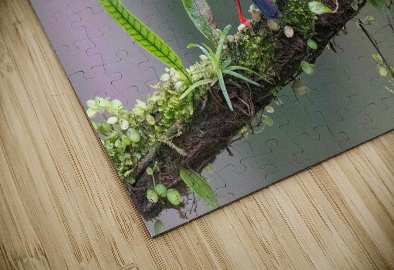 Red-legged Honeycreeper Adel B Korkor Puzzle