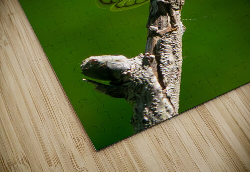 Cicadas Adel B Korkor puzzle