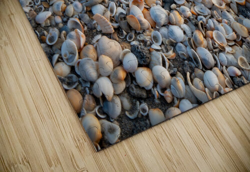 Seashells on the Seashore Adel B Korkor puzzle