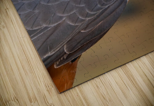 Aplomado Falcon Adel B Korkor puzzle