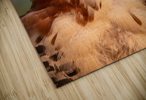 Ornate hawk-eagle Adel B Korkor puzzle