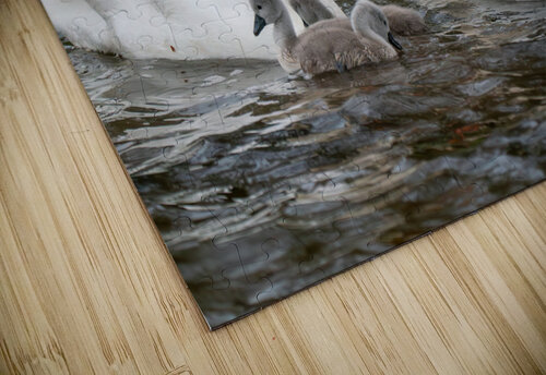 Mute Swans Adel B Korkor puzzle