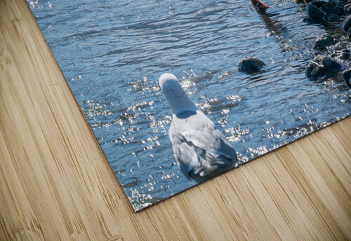 Juvenile Bald Eagle Adel B Korkor puzzle