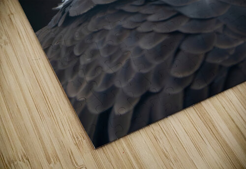 Bald Eagle Adel B Korkor puzzle