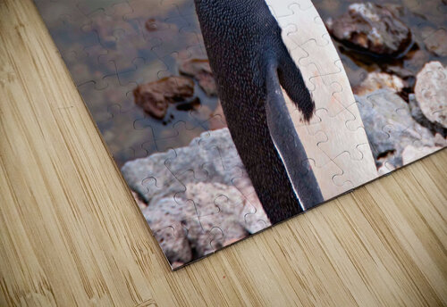 Adelie Penguin Carrying a Rock Adel B Korkor puzzle