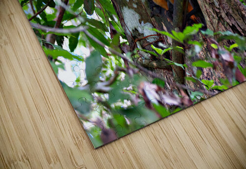 Owl Monkey Family in the Amazon Adel B Korkor puzzle