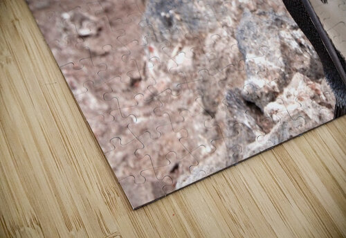 Curious Adelie Penguin Adel B Korkor puzzle